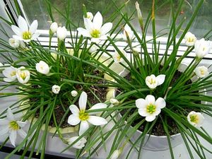 Зефирантес белый ("Выскочка", Zephyranthes)