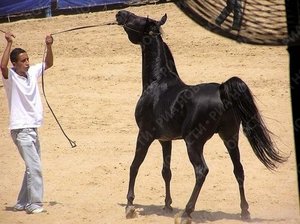 чистокровный арабский скакун