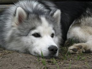 хаски с карими глазами