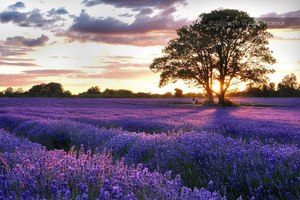 Увидеть цветущие лавандовые поля в Провансе