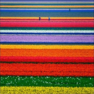 To See Tulips Fields