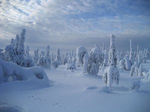 хочу в Лапландію