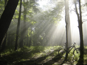 Biking in the forest