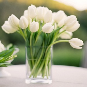 white tulips