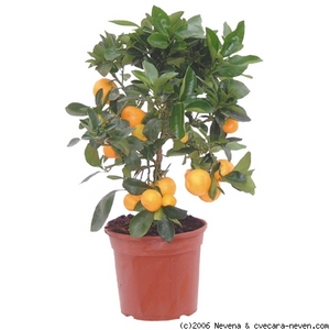 Мандариновое дерево