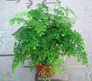 Комнатное растение Адиантум (Венерин волос)