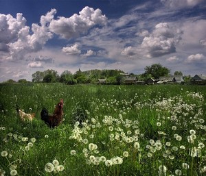 поехать в деревню