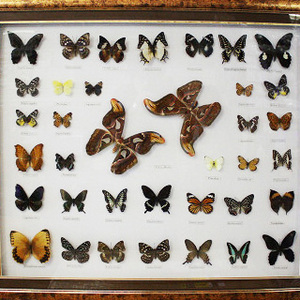 Стенд с засушенными бабочками