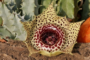 Huernia guttata