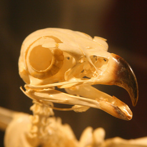 Бант с птичьим черепом