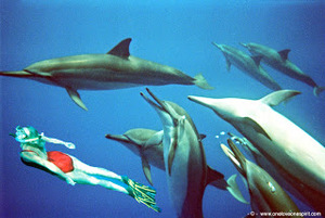 Поплавать с дельфинами в море!