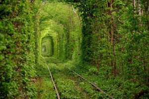 Побывать в зелёном тоннеле