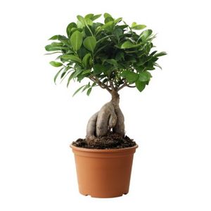 FICUS MICROCARPA GINSENG