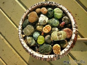 Плошка с литопсами