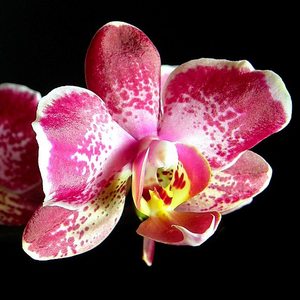 фаленопсис оригинальной расцветки
