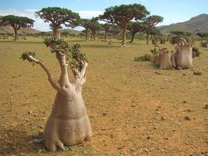 Socotra Island