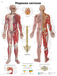 анатомический плакат?