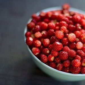 + Forest wild strawberry