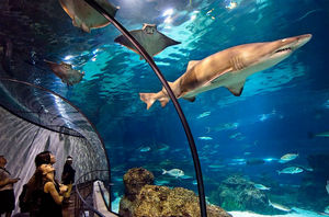 Сходить в океанариум