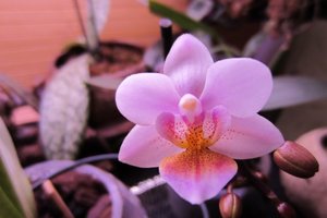 Phal. Rainbow Chip X Liu's Bright Ruby