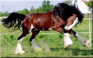 Shire horse,Шайр