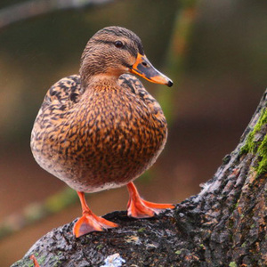 Кормить уток булочками