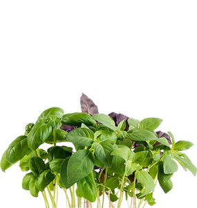 Click and grow basilic