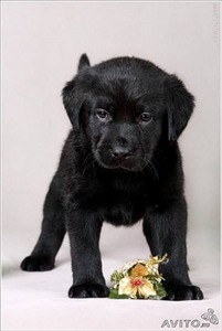 черный лабрадорчик