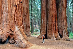 Посетить Национальный парк Секвойя -  Alder Creek Grove, США