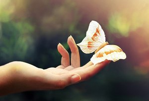 побывать в галерее живых бабочек