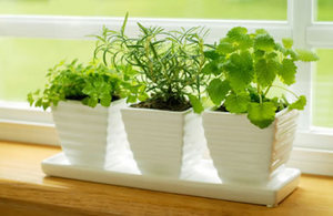 Windowsill herb garden