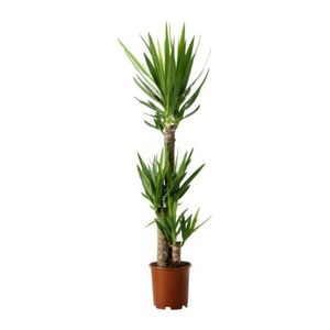 YUCCA ELEPHANTIPES Растение в горшке, Юкка слоновая, 3 стебля