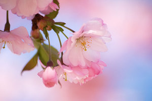 Aller au Japon pendant la Cherry Blossom