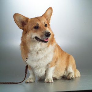 Завести корги