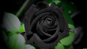 розы черные