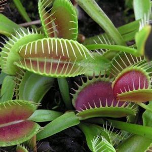 Dionaea muscipula