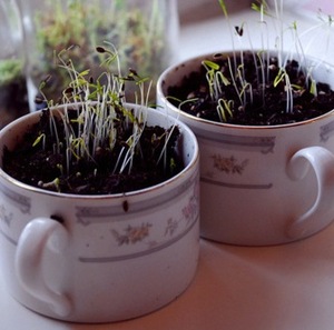 grow sprouts
