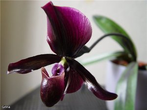 Орхидея-башмачок. Пафиопедилум