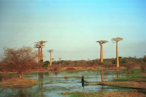 Путешествие на Мадагаскар