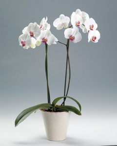 горшок для орхидеи