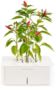 Click and Grow: chilli pepper