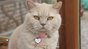 Bританскую короткошерстную кошку кремового окраса