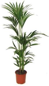 Цветок Ховея