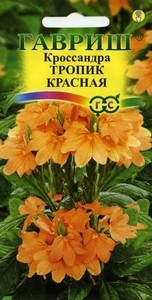 Кроссандра Тропик красная