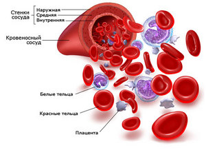 Сдать адресно лейкоциты