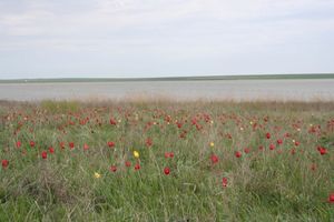 В степи Калмикии весной