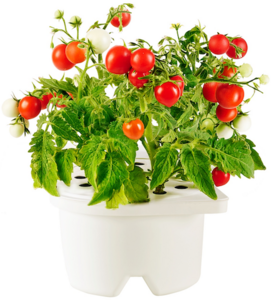 Clickandgrow - выращиватель растений (бальзамин, черии, гвоздика, чабрец,