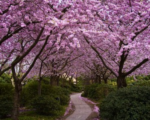 Прогулка по саду Сакуры