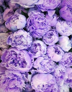 750 исполненных желаний