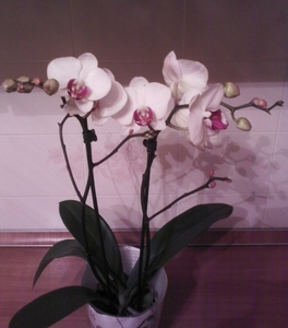 Orchid